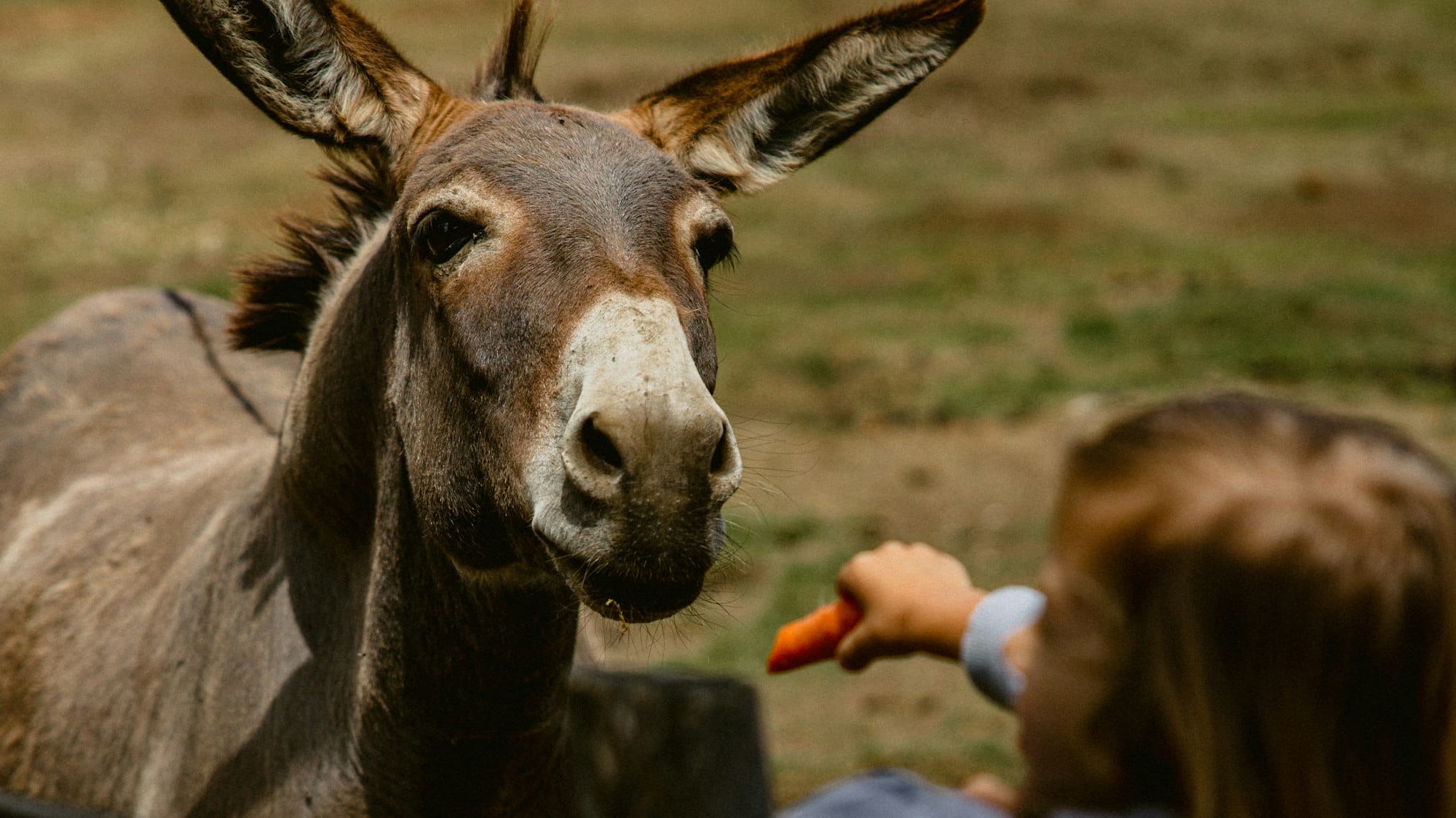 a person feeding a donkey